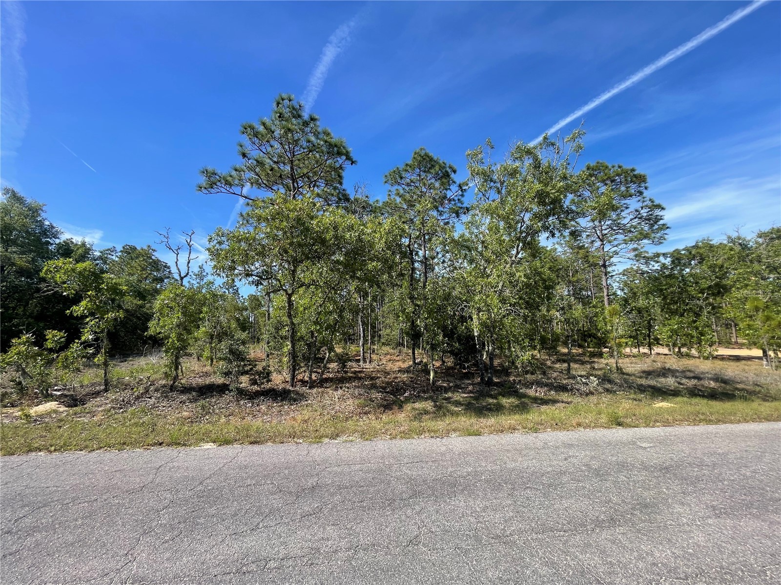 NE 7th Place Williston FL 32696 OM725217 image5