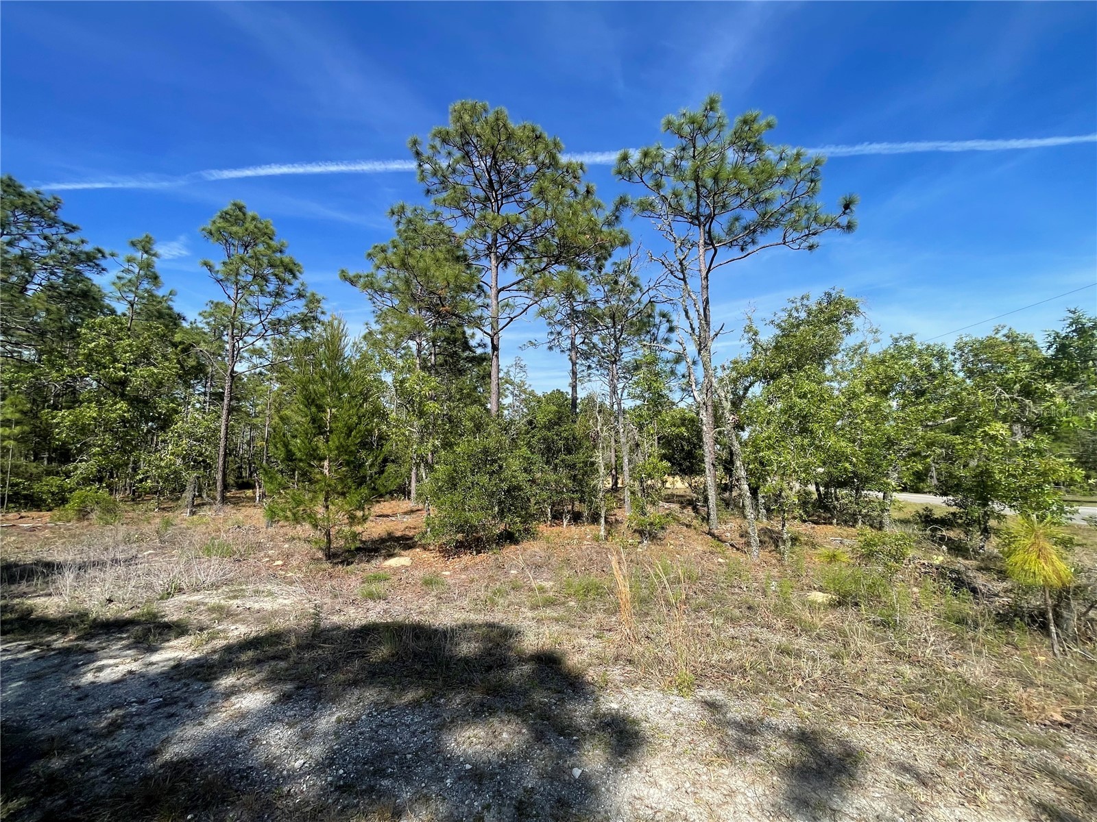 NE 7th Place Williston FL 32696 OM725217 image6
