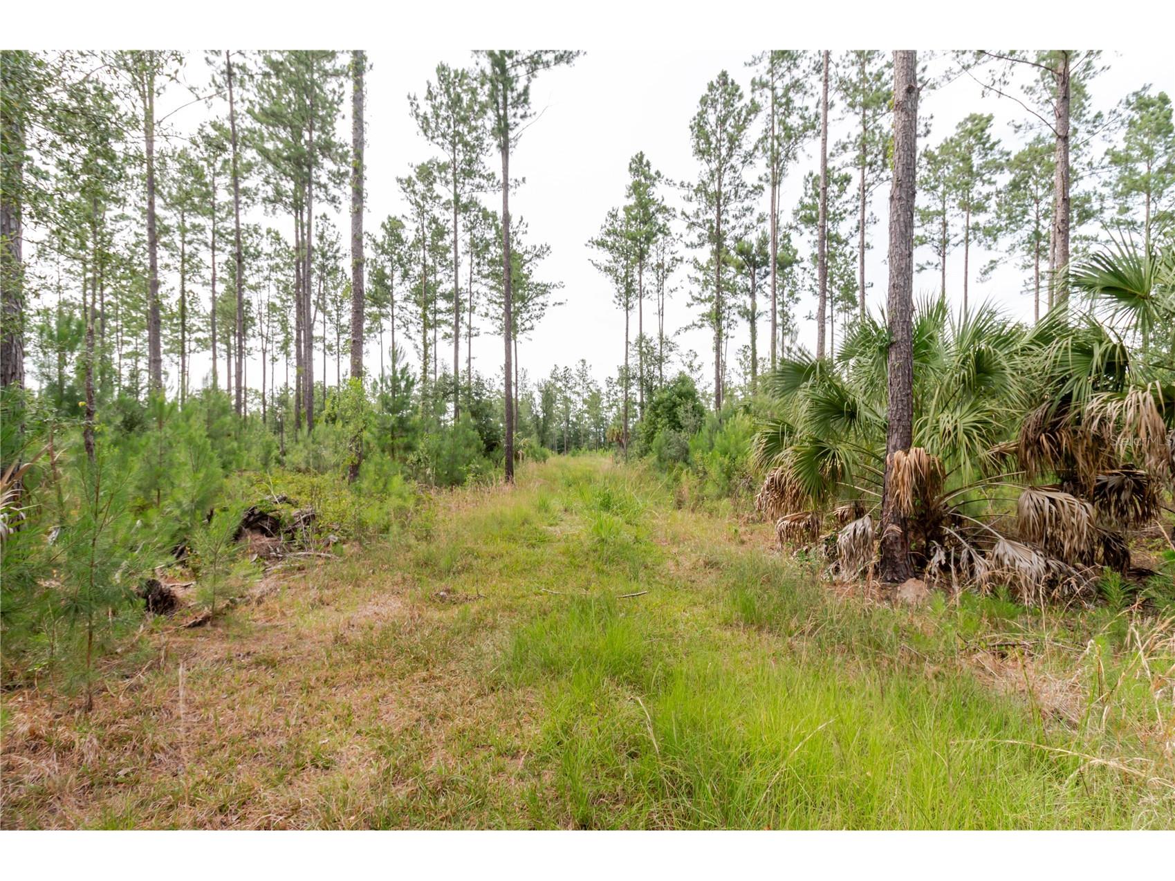 NE 90th Street Road Fort Mc Coy FL 32134 TB8520776 image22