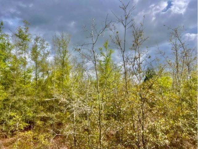 NE 998th Avenue Branford FL 32008 GC529908 image2