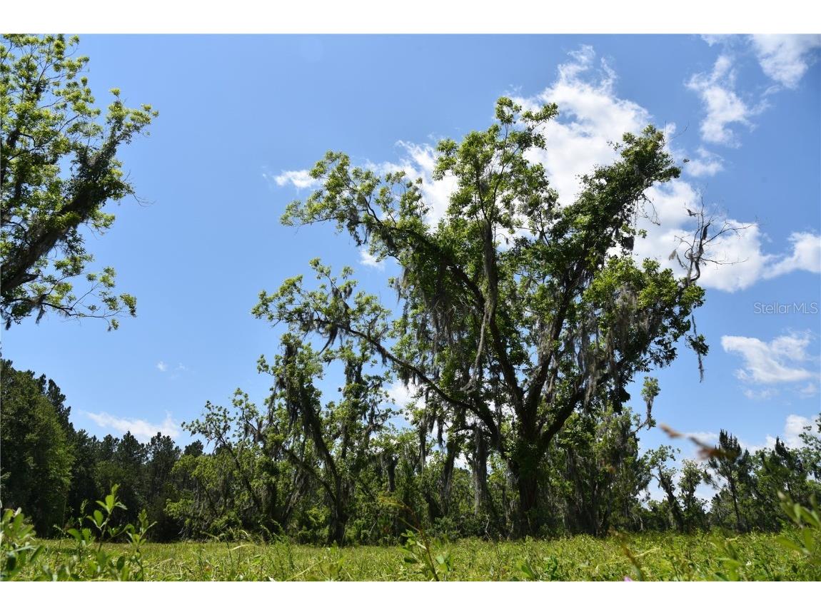 NE County Road 1475 Gainesville FL 32609 OM657451 image1