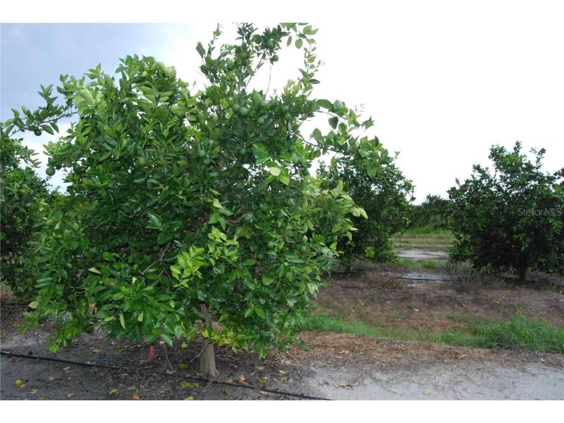 NE Highway 70 #3-19-57 Arcadia FL 34266 O6238123 image1