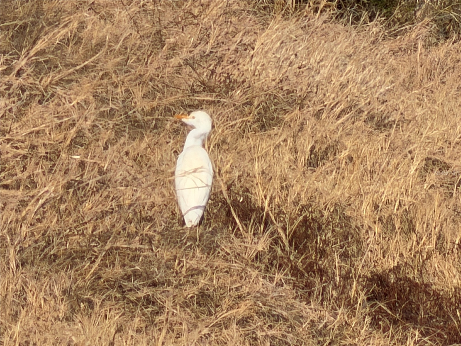 100ac Ne Hwy 17 Arcadia FL 34266 C7521584 image5