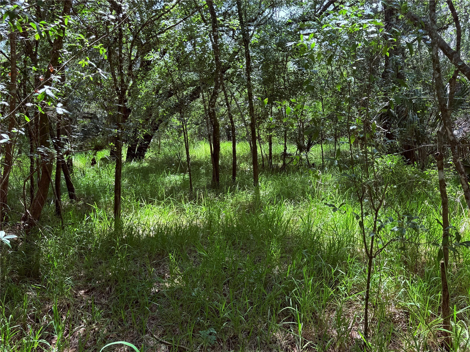 Ne River Ridge Avenue Arcadia FL 34266 - PEACE RIVER C7528101 image1