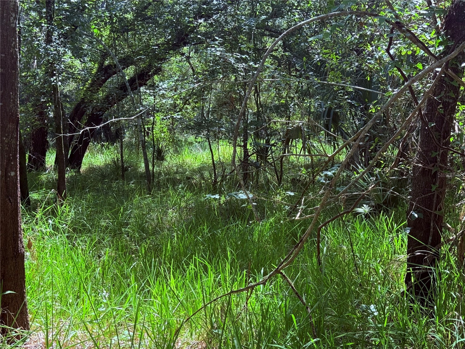 Ne River Ridge Avenue Arcadia FL 34266 - PEACE RIVER C7528101 image5