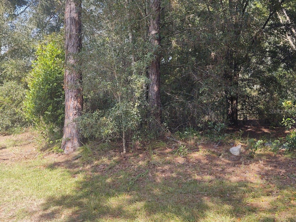 Nelson Road Dade City FL 33525 T3470470 image1