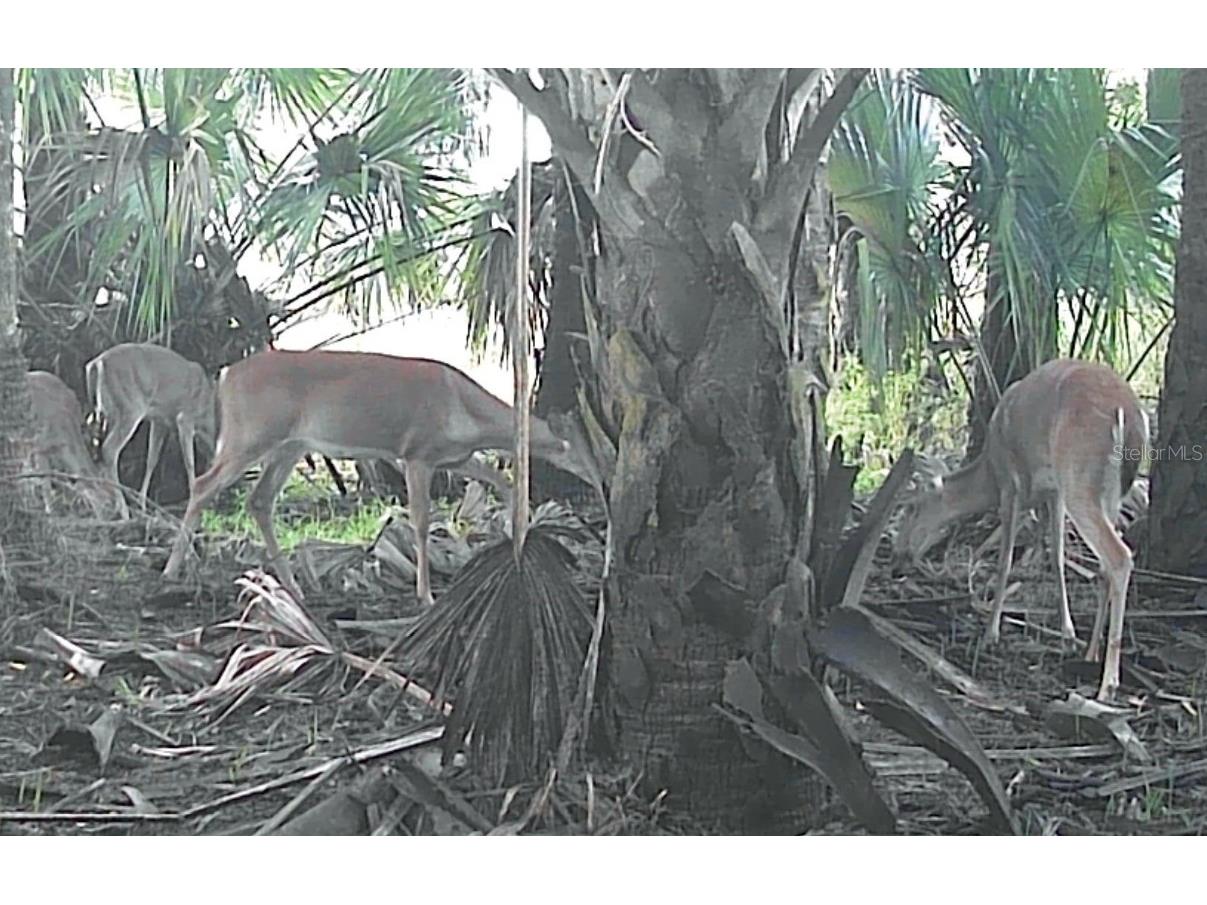 No Name Osteen FL 32764 O6366643 image22