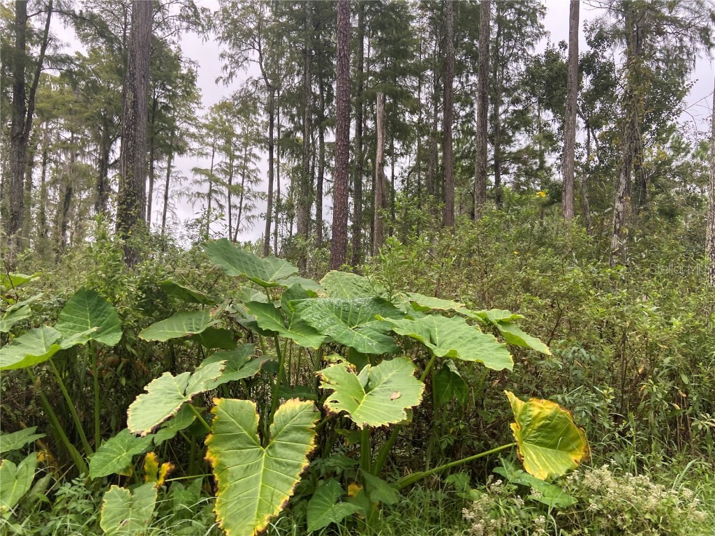 No Name Parcel 28173102040030 Street Lake Helen FL 32744 V4932515 image1