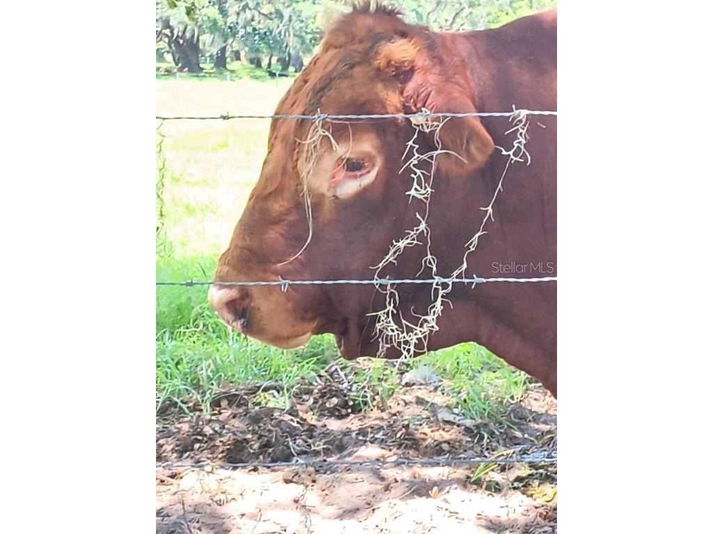 No Street De Leon Springs FL 32130 V4943422 image25