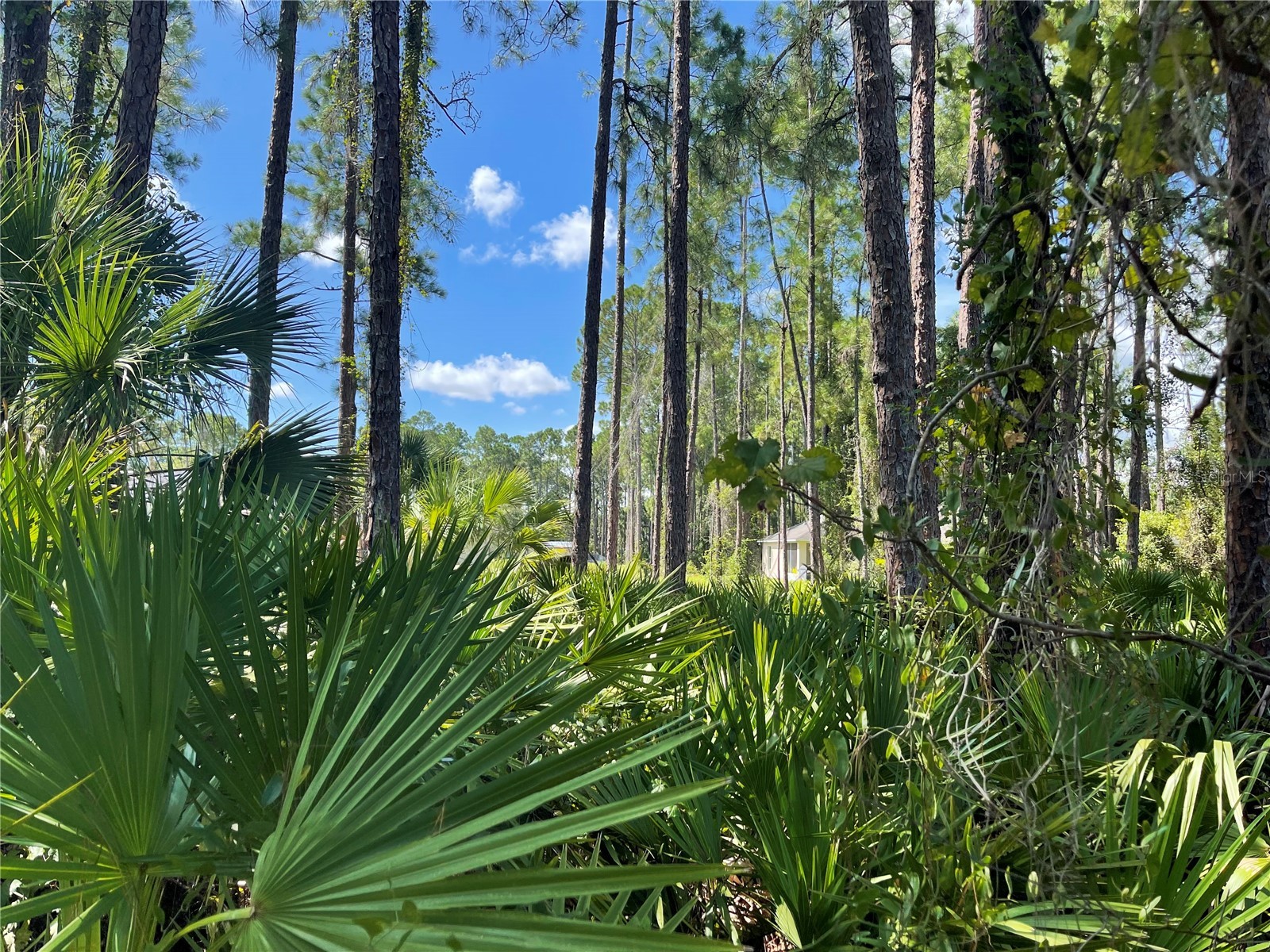 Noppenberg Avenue #LOT 30 North Port FL 34288 A4681053 image2