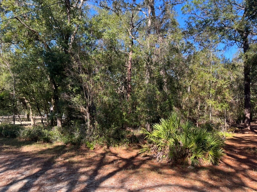 North Road Altoona FL 32702 OM716065 image5