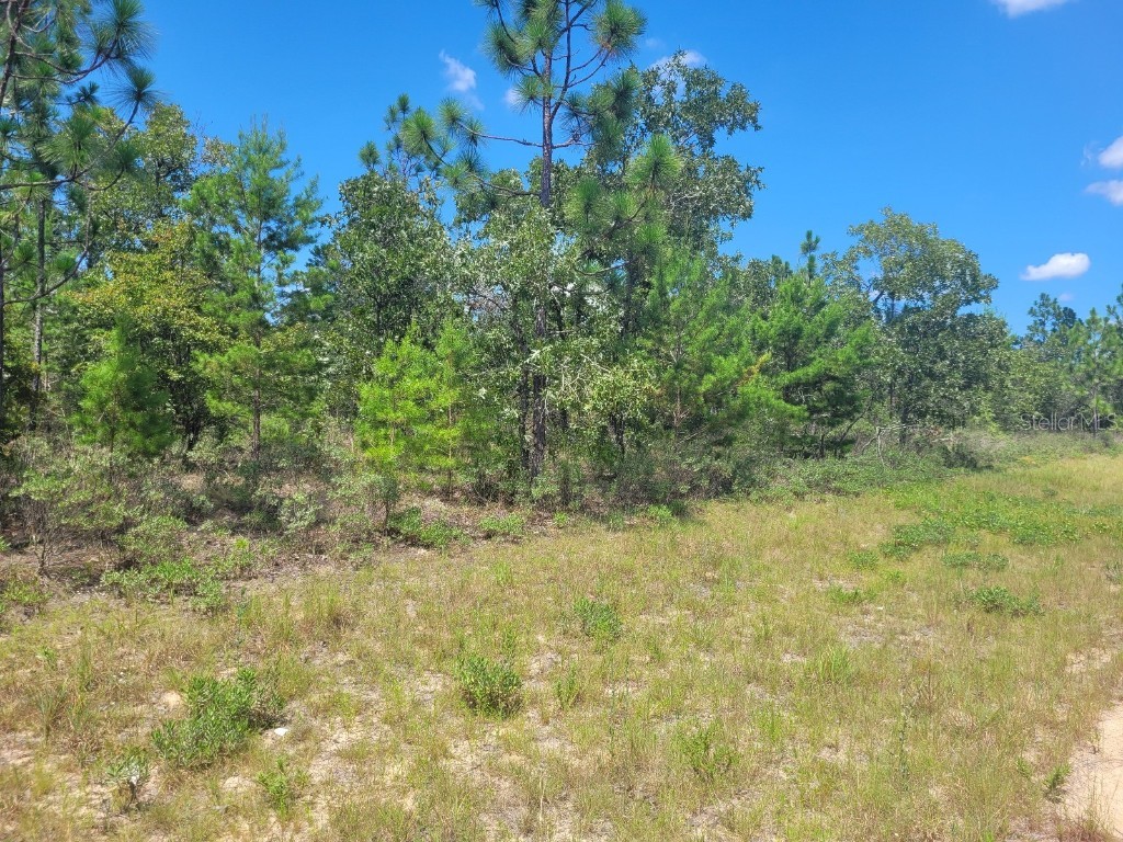 Norvell Street Chipley FL 32428 TB8412680 image13