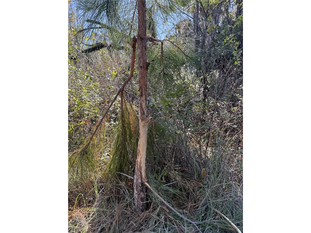 NW 110th Avenue Reddick FL 32686 OM715018 image5