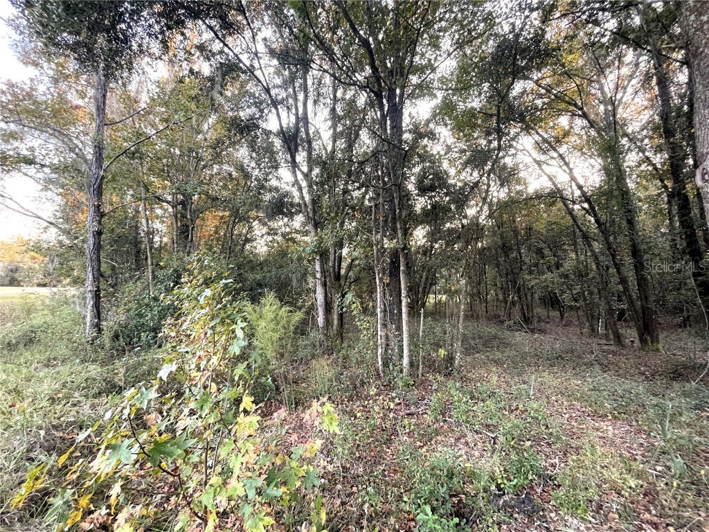 Nw 145th Ave Lot 25 Williston FL 32696 OM714031 image10