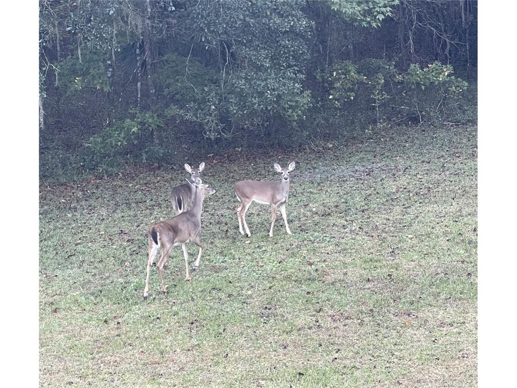 Nw 145th Ave Lot 25 Williston FL 32696 OM714031 image12