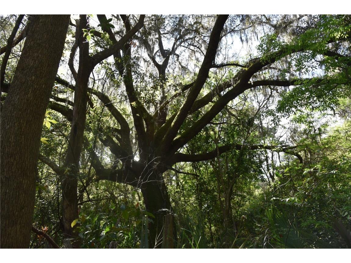 Nw 155th St Reddick FL 32686 OM674486 image1