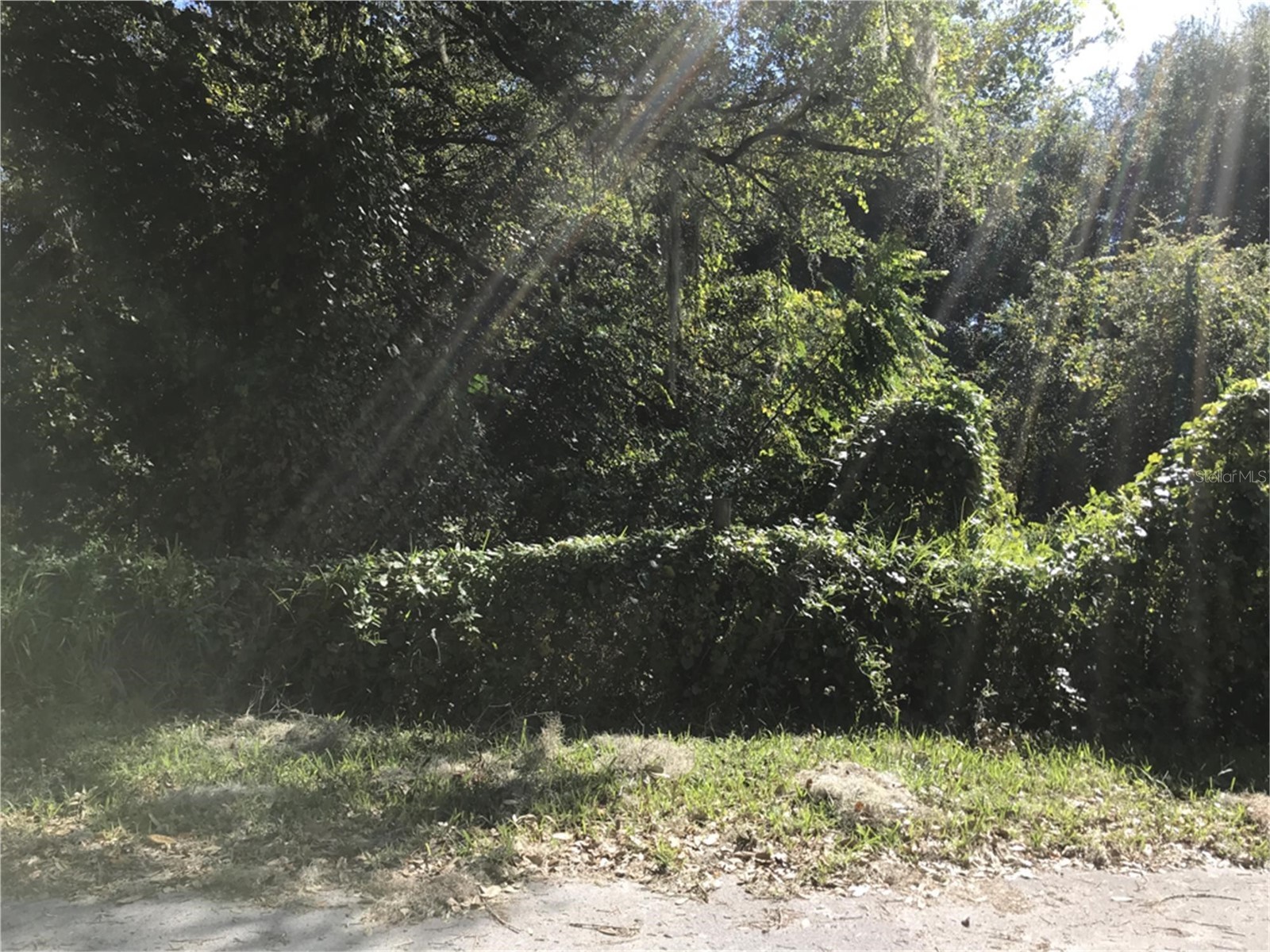 NW 2nd Webster FL 33597 D6147678 image2