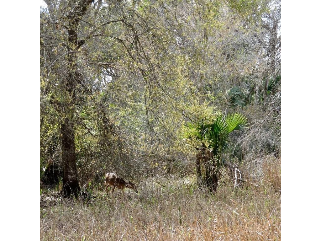 NW 304th Street #LOT C Okeechobee FL 34972 G5090061 image8