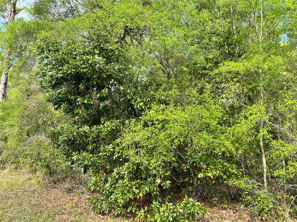 NW 74th Court #111 Chiefland FL 32626 W7874660 image2