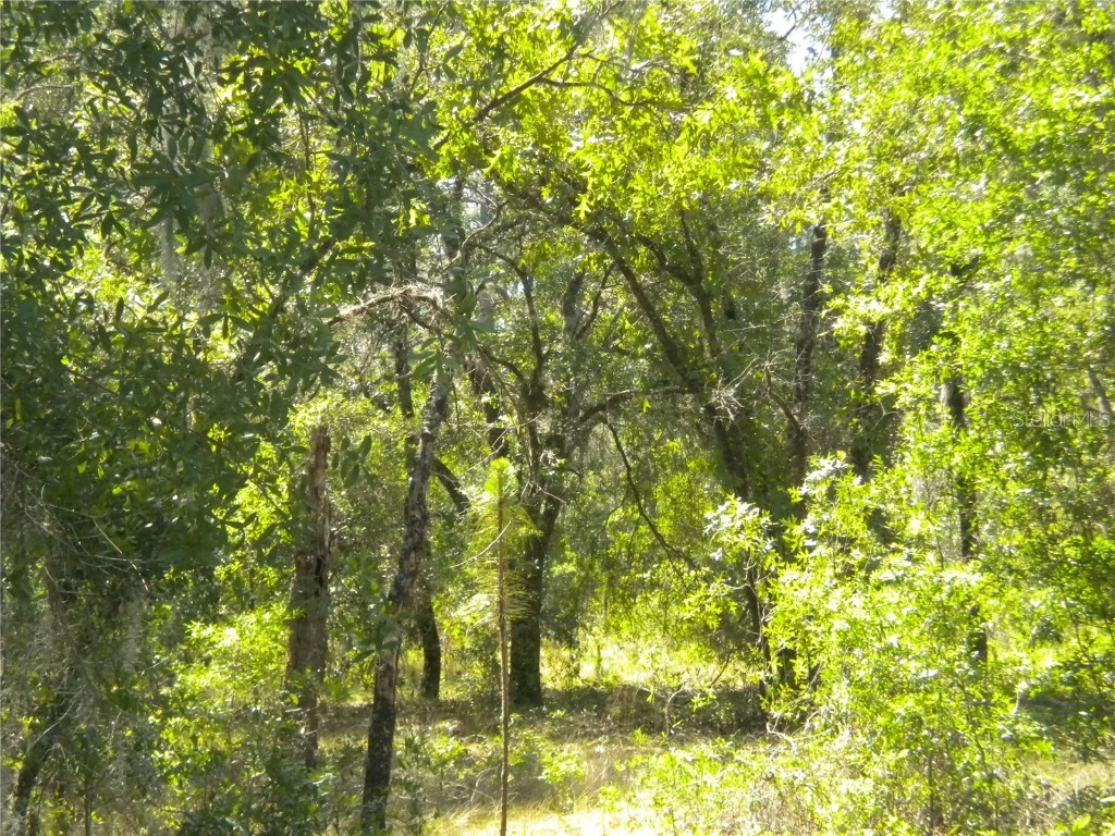 NW Amberjack Avenue Dunnellon FL 34431 OM656231 image1