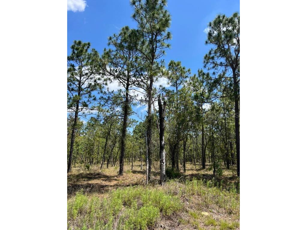 NW Amberjack Avenue #LOT 33 Dunnellon FL 34431 U8243200 image6