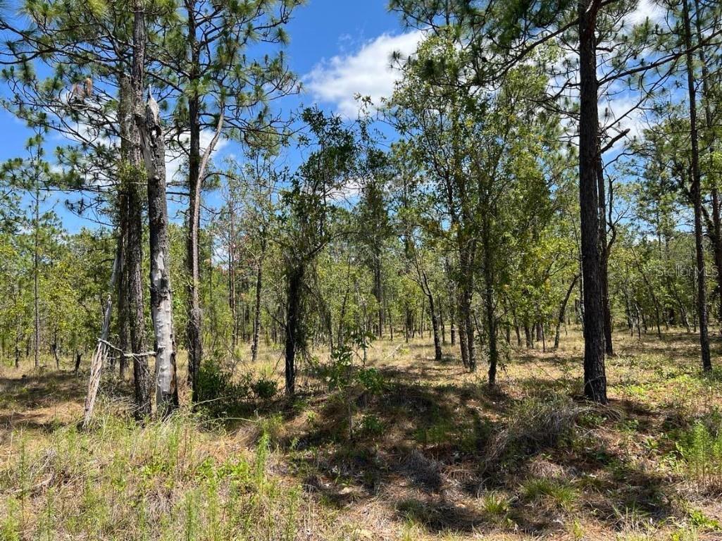 NW Amberjack Avenue #LOT 33 Dunnellon FL 34431 U8243200 image9