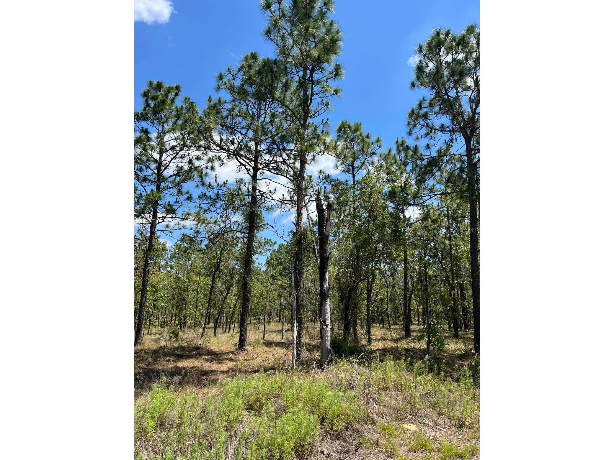 NW Amberjack Lot #33 Dunnellon FL 34431 TB8504793 image2