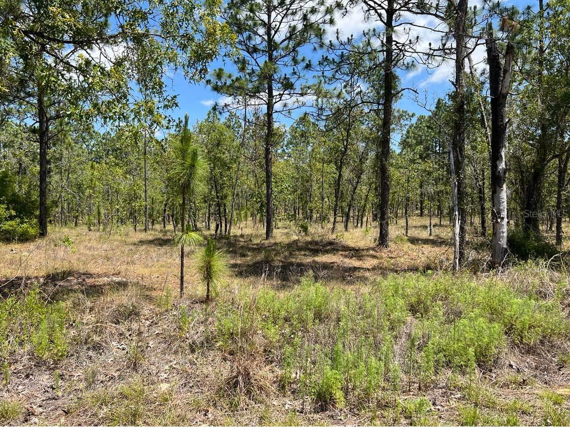 NW Amberjack Lot #33 Dunnellon FL 34431 TB8504793 image3