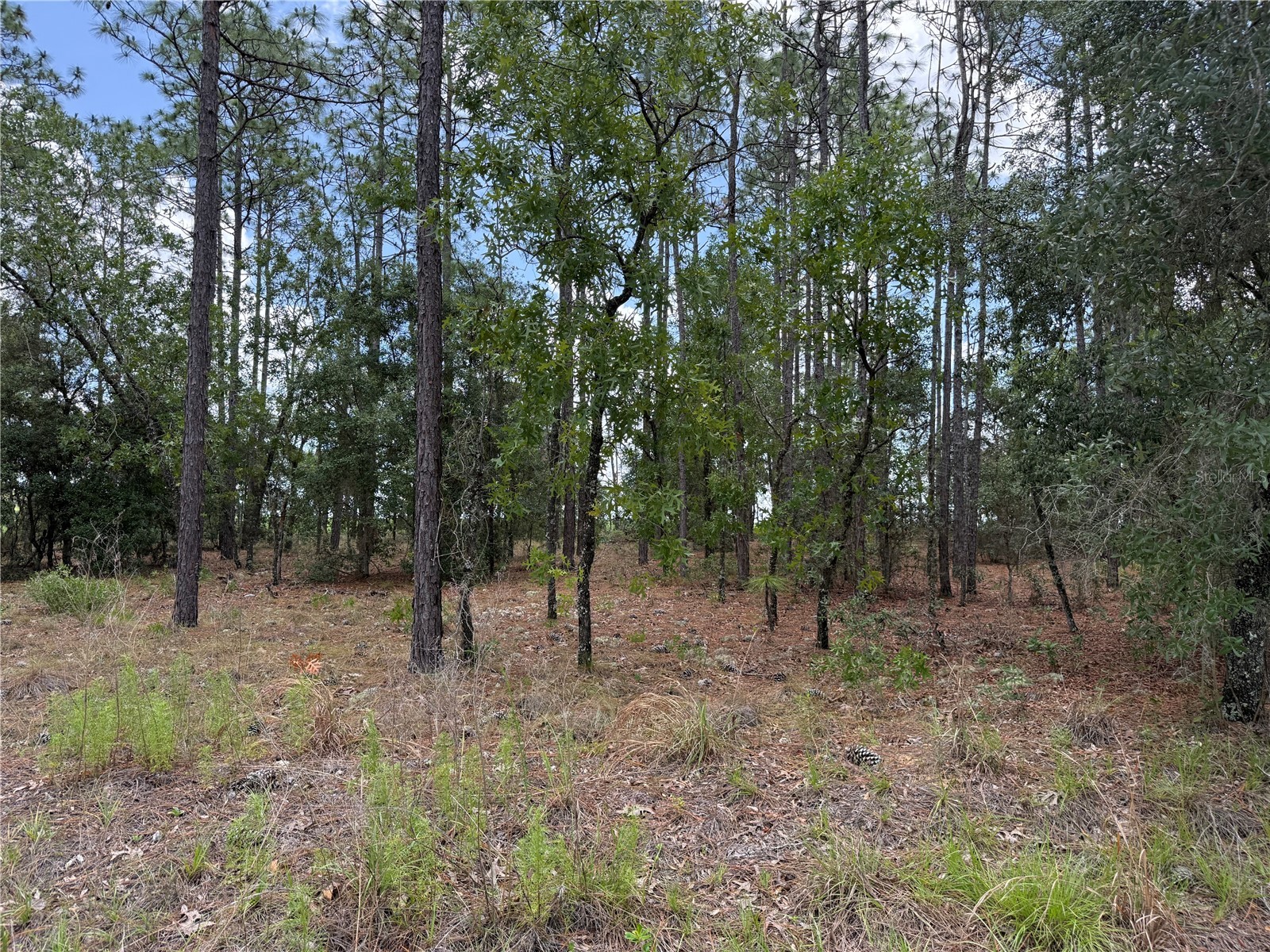 NW Buena Vista Road Dunnellon FL 34431 OM725304 image1