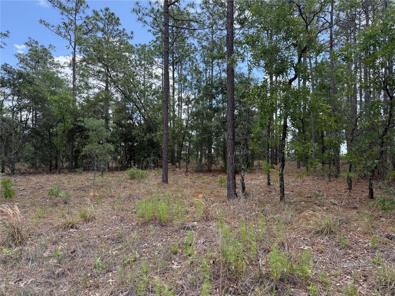 NW Buena Vista Road Dunnellon FL 34431 OM725304 image3