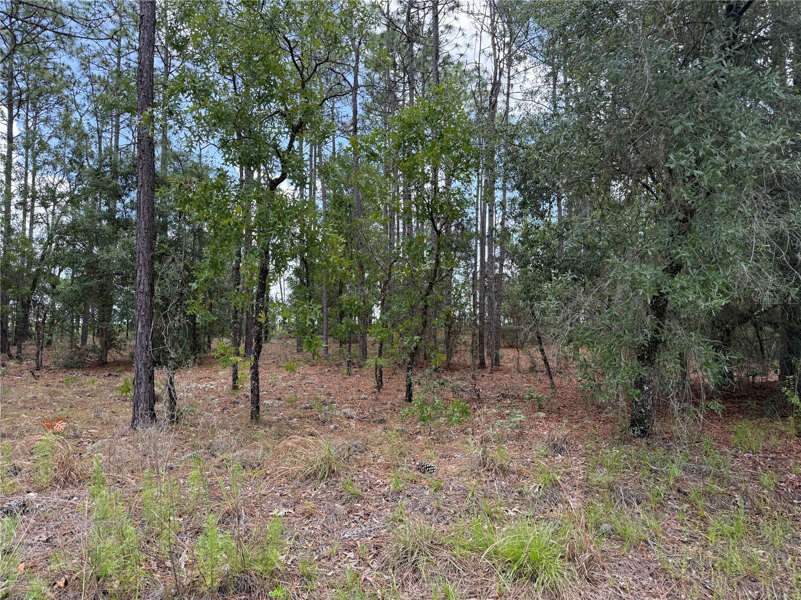 NW Buena Vista Road Dunnellon FL 34431 OM725304 image4