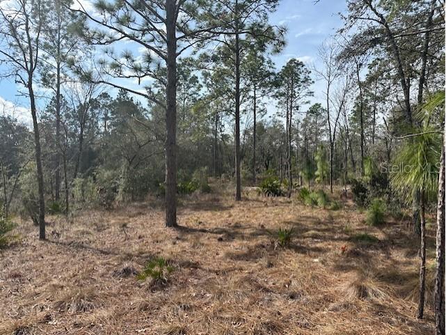 NW County Road 236 Bell FL 32619 GC529002 image4