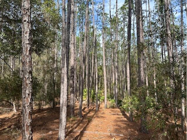 NW County Road 236 Bell FL 32619 GC529011 image7