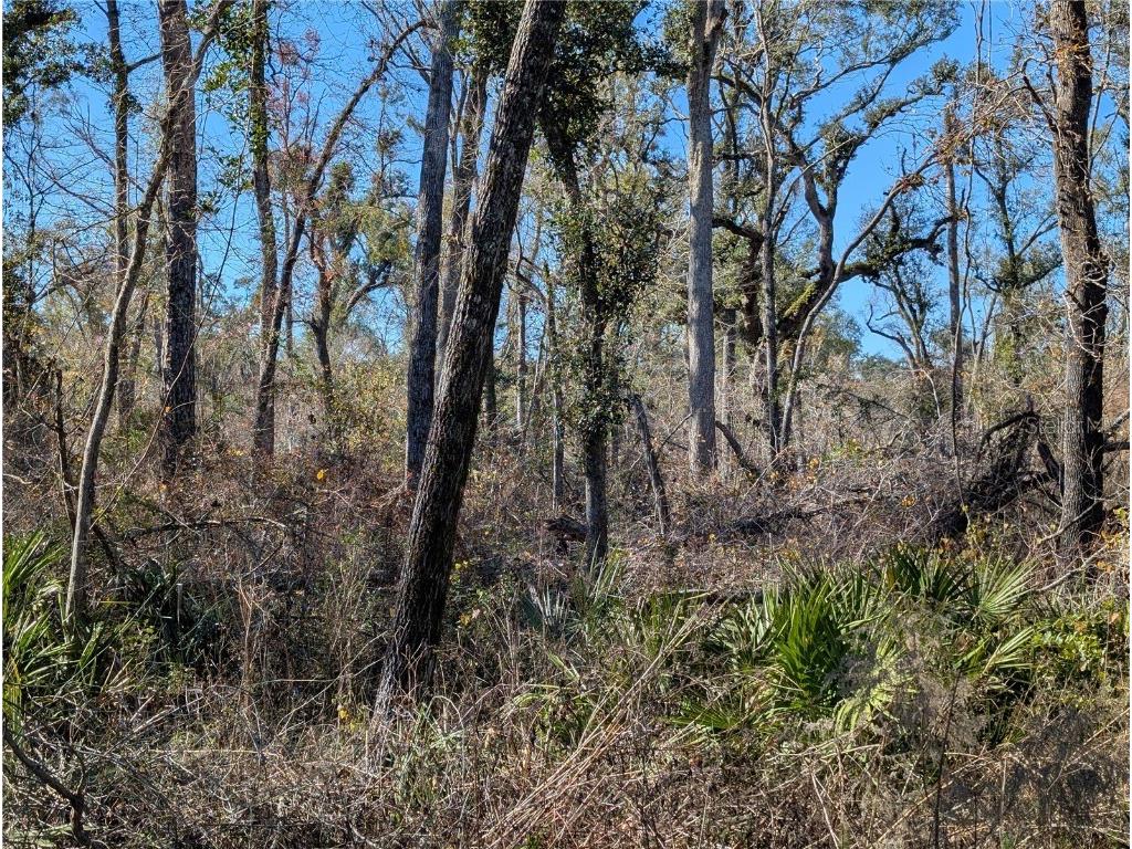 NW Fox Run Trail #107 Mayo FL 32066 - SUWANNEE RIVER TB8458797 image1