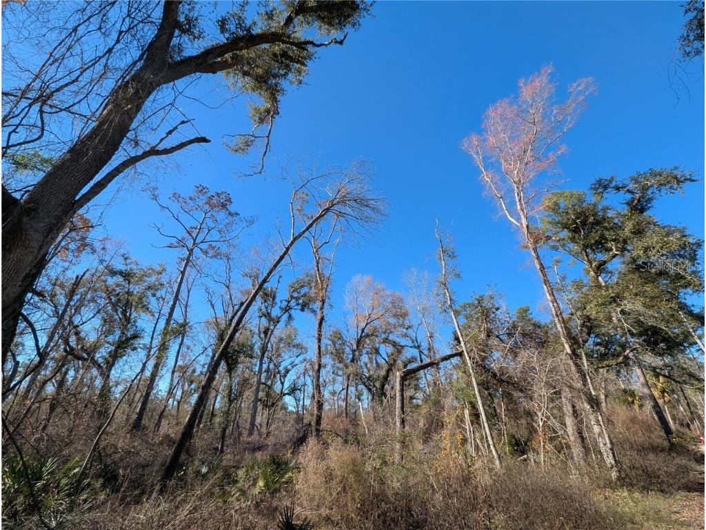 NW Fox Run Trail #107 Mayo FL 32066 - SUWANNEE RIVER TB8458797 image2