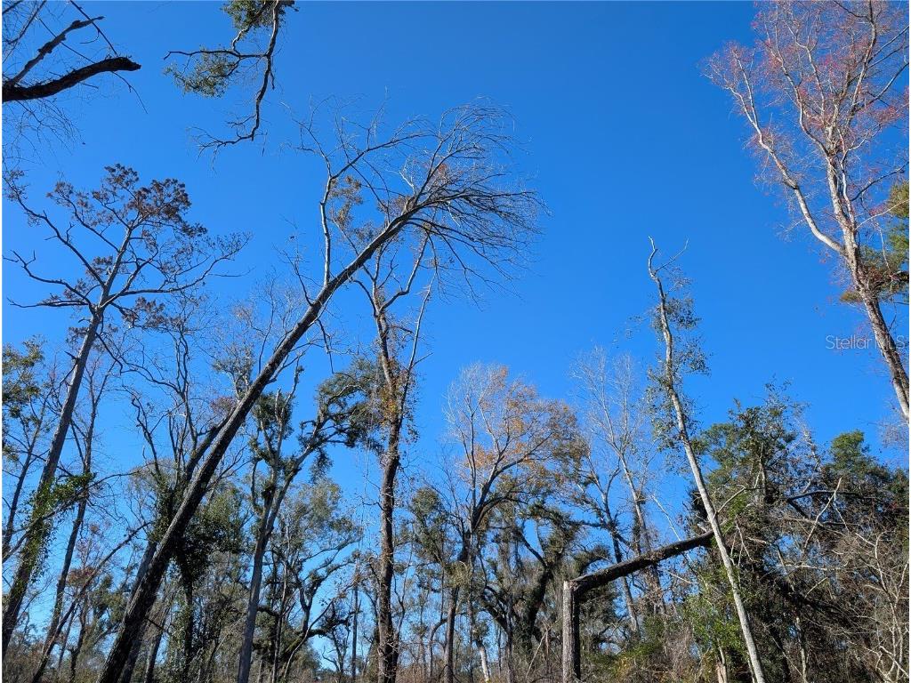NW Fox Run Trail #107 Mayo FL 32066 - SUWANNEE RIVER TB8458797 image7