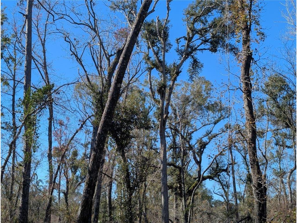 NW Fox Run Trail #107 Mayo FL 32066 - SUWANNEE RIVER TB8458797 image8