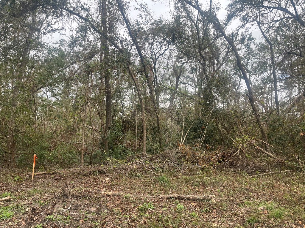 NW Fox Run Trail Mayo FL 32066 OK224626 image1