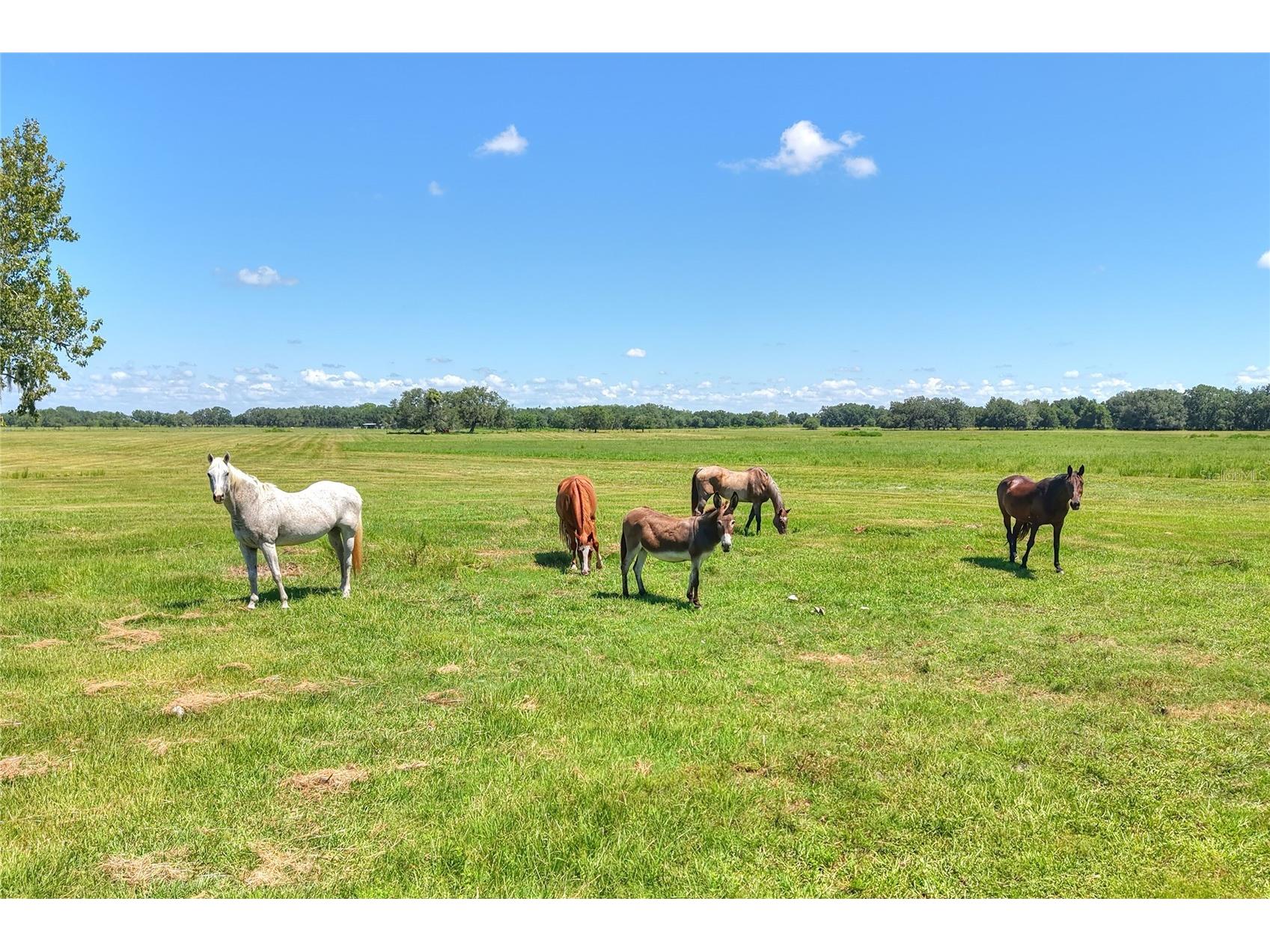 NW Limestone Heights Street Arcadia FL 34266 TB8425393 image29