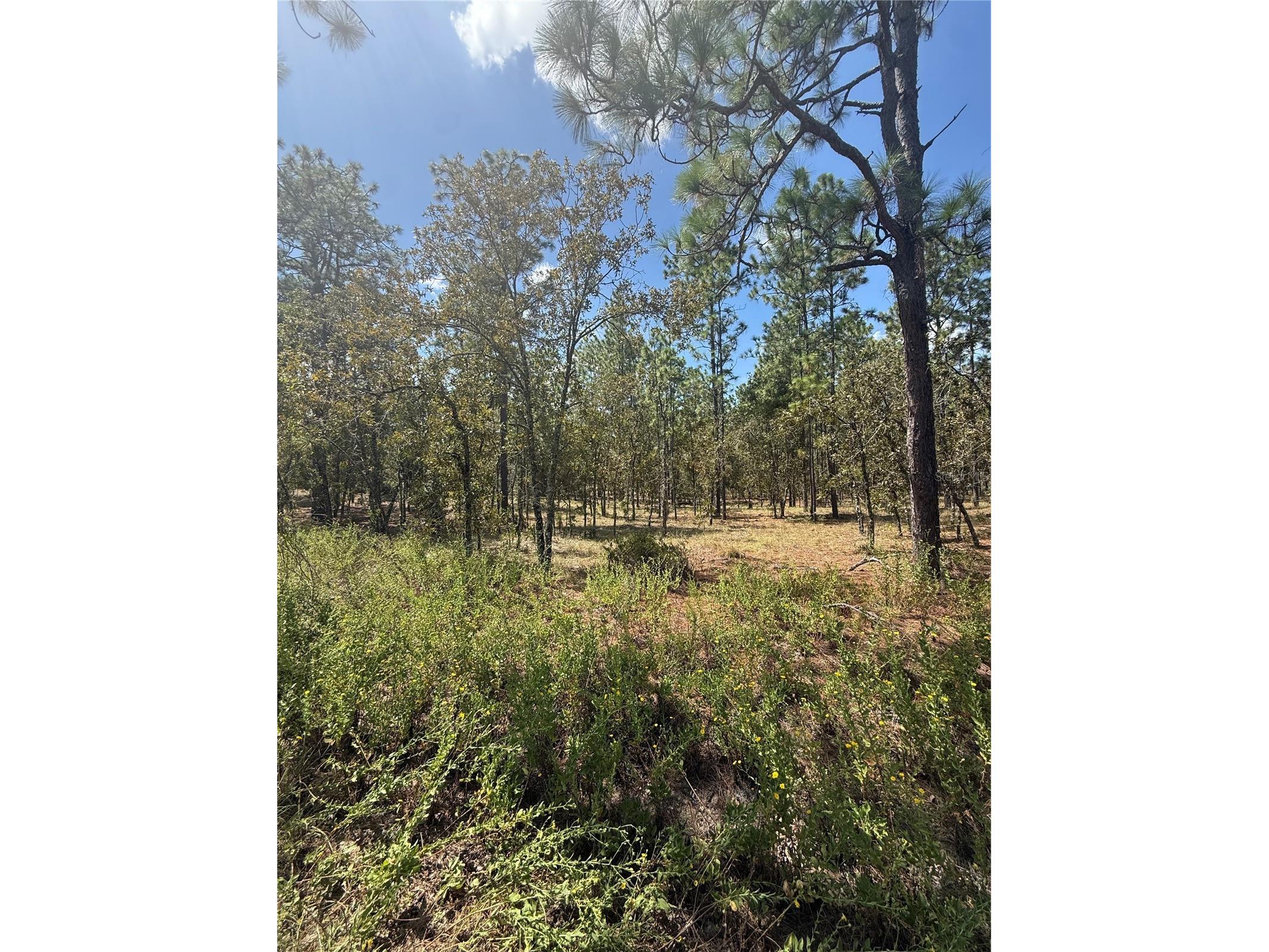 NW Ridgewood Road Dunnellon FL 34431 O6344860 image1