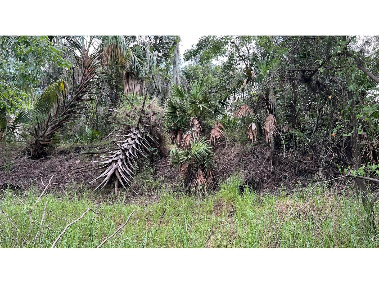 Nw Scout Avenue Arcadia FL 34266 - PEACE RIVER A4684094 image3