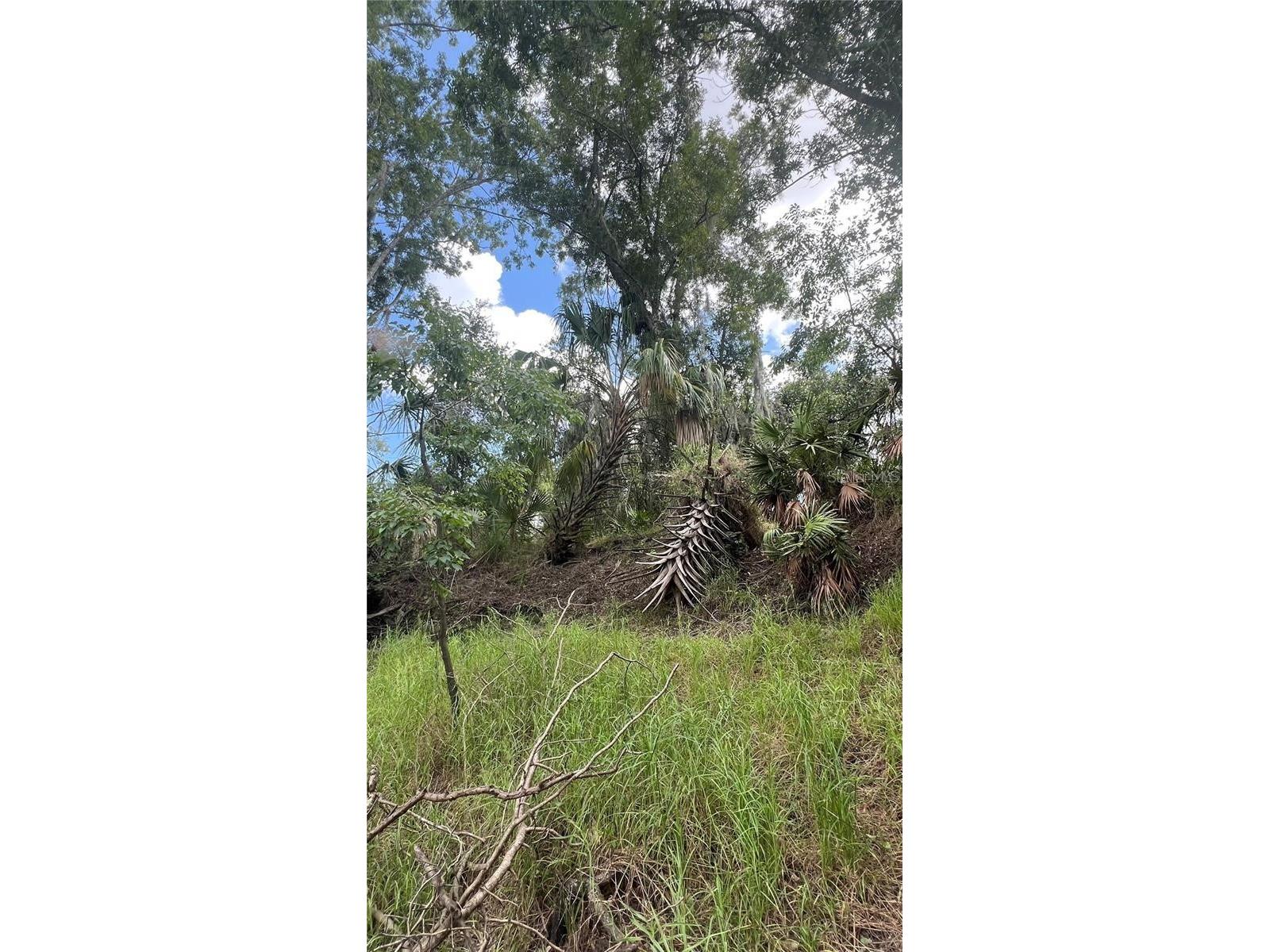 Nw Scout Avenue Arcadia FL 34266 - PEACE RIVER A4684094 image4