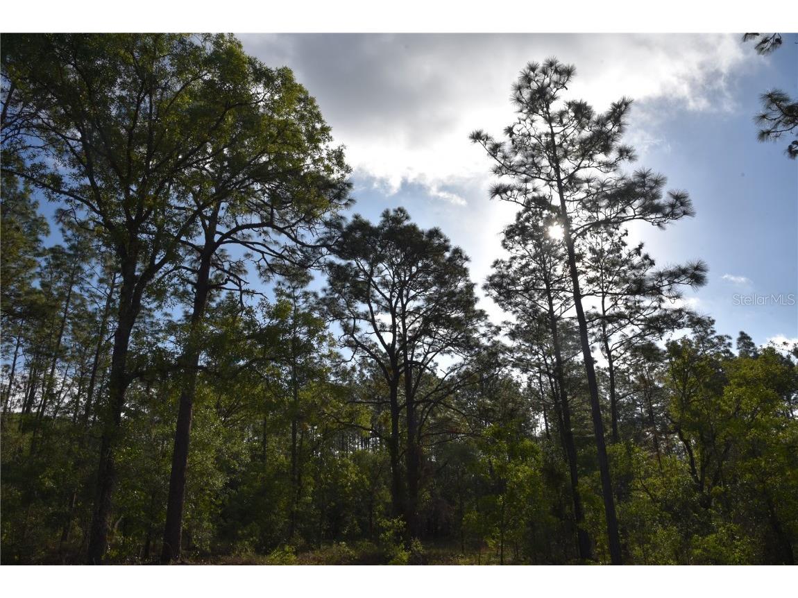 Nw Terrapin Dr Dunnellon FL 34431 OM657049 image1