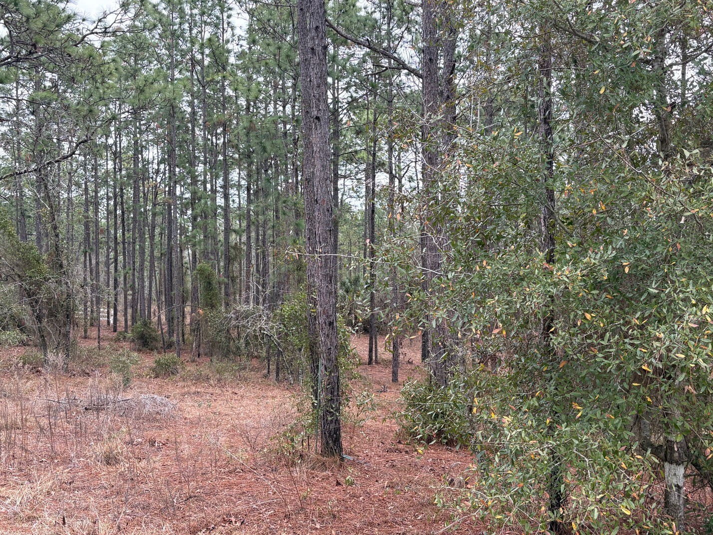 Nw Terrapin Drive Dunnellon FL 34431 W7883125 image5
