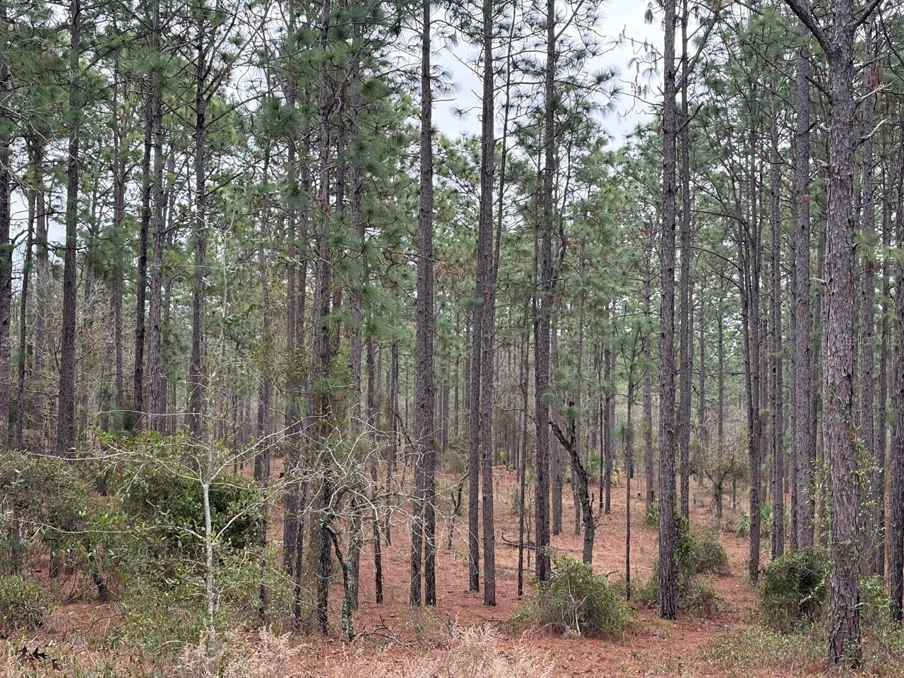 Nw Terrapin Drive Dunnellon FL 34431 W7883125 image7