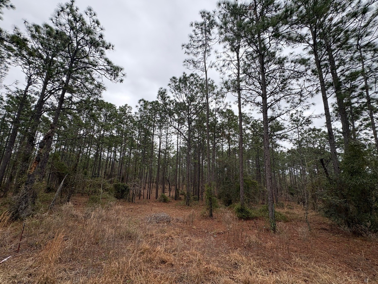 Nw Terrapin Drive Dunnellon FL 34431 W7883125 image8