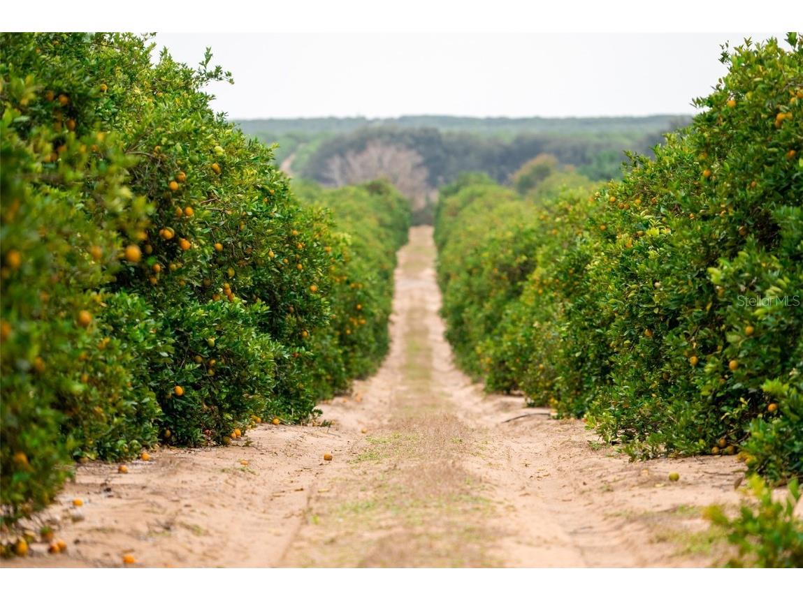 Oak Island Road Frostproof FL 33843 OM671371 image1