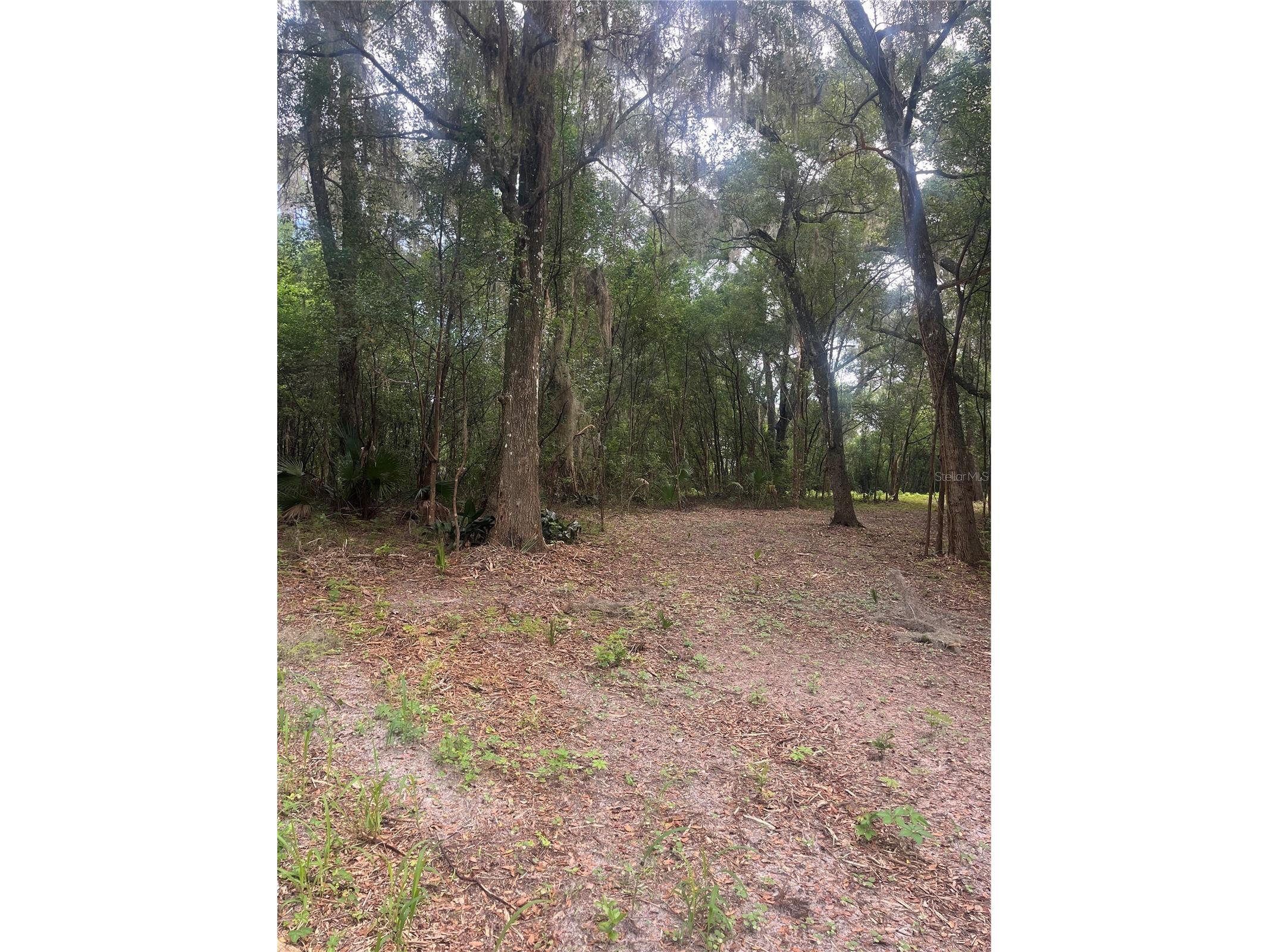 Oak Valley Drive Deland FL 32720 V4943608 image5