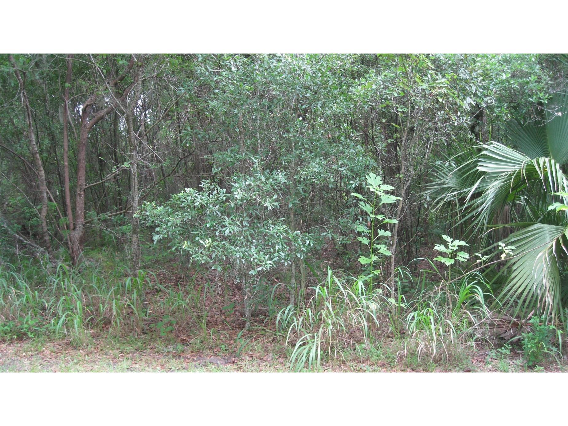 Oak Valley Drive Deland FL 32720 V4943608 image8