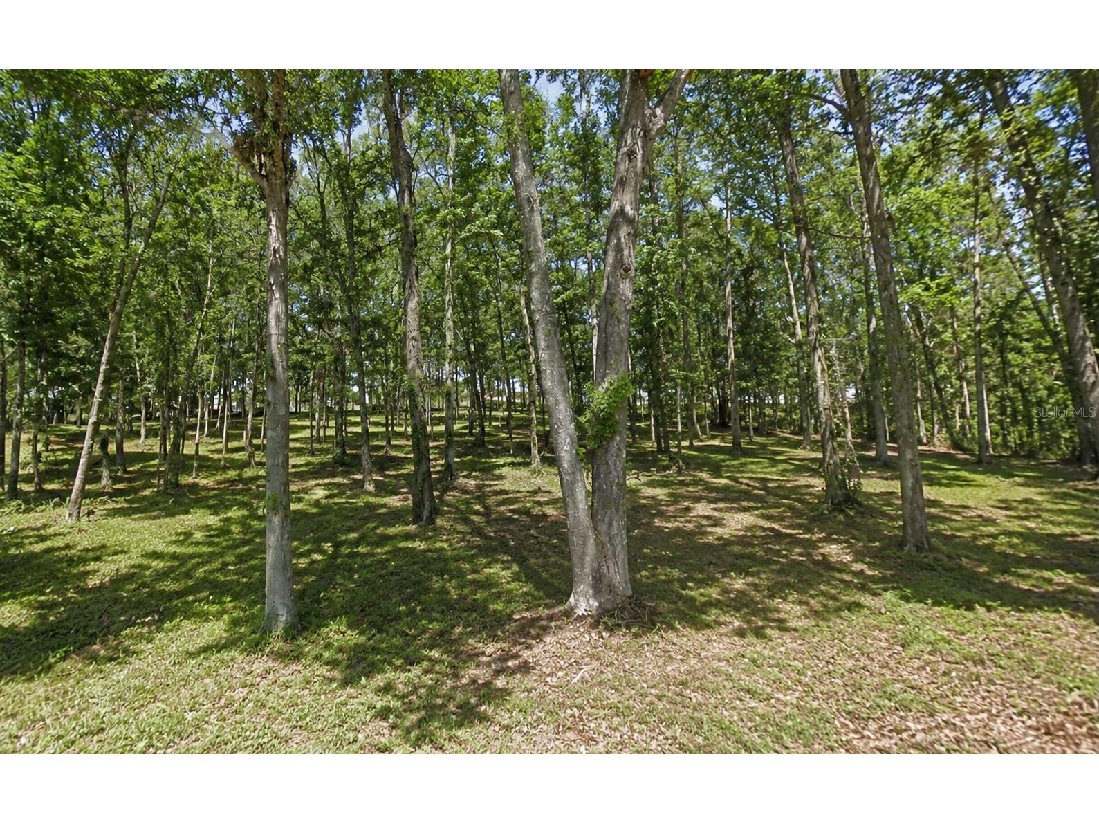 Oakdale Avenue Brooksville FL 34601 TB8527656 image3